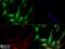 Synaptophysin antibody, NBP2-25170, Novus Biologicals, Immunofluorescence image 