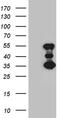 SLC2A4 regulator antibody, M09479, Boster Biological Technology, Western Blot image 