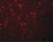 EF-hand domain-containing protein D2 antibody, LS-B4639, Lifespan Biosciences, Immunofluorescence image 