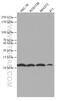 Signal Recognition Particle 9 antibody, 66068-1-Ig, Proteintech Group, Western Blot image 