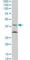 N-Acylethanolamine Acid Amidase antibody, H00027163-M01, Novus Biologicals, Western Blot image 