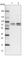 Protein phosphatase 1G antibody, HPA035531, Atlas Antibodies, Western Blot image 