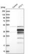 Syntaxin 11 antibody, PA5-52499, Invitrogen Antibodies, Western Blot image 