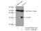 Voltage Dependent Anion Channel 3 antibody, 55260-1-AP, Proteintech Group, Immunoprecipitation image 