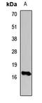 Histone Cluster 3 H3 antibody, LS-C668843, Lifespan Biosciences, Western Blot image 