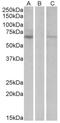 Makorin Ring Finger Protein 1 antibody, AP31559PU-N, Origene, Western Blot image 