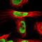NCOR2 antibody, HPA001928, Atlas Antibodies, Immunofluorescence image 