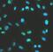 DNA repair protein XRCC4 antibody, FNab09554, FineTest, Immunofluorescence image 