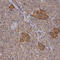Innate Immunity Activator antibody, HPA027499, Atlas Antibodies, Immunohistochemistry frozen image 