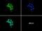 Formyl Peptide Receptor 2 antibody, NLS1878, Novus Biologicals, Immunocytochemistry image 