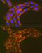 Ribosomal Protein S20 antibody, GTX03222, GeneTex, Immunofluorescence image 