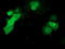 Potassium Channel Tetramerization Domain Containing 14 antibody, TA502655, Origene, Immunofluorescence image 