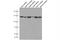 ELKS/Rab6-interacting/CAST family member 1 antibody, 66681-1-Ig, Proteintech Group, Western Blot image 