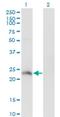 Heat Shock Transcription Factor Y-Linked 2 antibody, H00159119-M02, Novus Biologicals, Western Blot image 