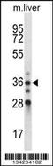 Biliverdin Reductase A antibody, 57-686, ProSci, Western Blot image 