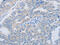 Pro-Apoptotic WT1 Regulator antibody, CSB-PA225945, Cusabio, Immunohistochemistry frozen image 