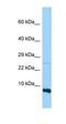 Ribosomal Protein S28 antibody, orb326551, Biorbyt, Western Blot image 