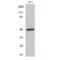 Coagulation Factor II Thrombin Receptor antibody, LS-C386418, Lifespan Biosciences, Western Blot image 