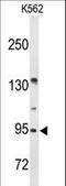 BMP/Retinoic Acid Inducible Neural Specific 3 antibody, LS-C166016, Lifespan Biosciences, Western Blot image 