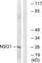 Neuron-specific protein family member 1 antibody, A12107, Boster Biological Technology, Western Blot image 