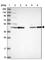 Phosphatidylcholine:ceramide cholinephosphotransferase 1 antibody, HPA045191, Atlas Antibodies, Western Blot image 