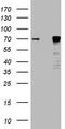 Protein LYRIC antibody, TA803707S, Origene, Western Blot image 