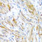 Leiomodin 1 antibody, A08666, Boster Biological Technology, Immunohistochemistry frozen image 