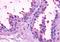 Adhesion G Protein-Coupled Receptor B1 antibody, orb85938, Biorbyt, Immunohistochemistry paraffin image 