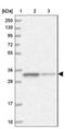 MIMP antibody, NBP1-89482, Novus Biologicals, Western Blot image 