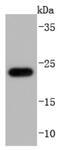 Glutathione Peroxidase 1 antibody, NBP2-66874, Novus Biologicals, Western Blot image 