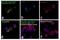 HLA class I histocompatibility antigen, A-69 alpha chain antibody, 11-9983-42, Invitrogen Antibodies, Immunofluorescence image 