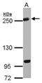 Kinesin Family Member 13A antibody, NBP2-17046, Novus Biologicals, Western Blot image 