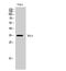 RNA-binding protein Raly antibody, STJ95362, St John