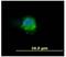 Lca antibody, SM3025P, Origene, Immunofluorescence image 