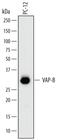 Vesicle-associated membrane protein-associated protein B antibody, MA5-24318, Invitrogen Antibodies, Western Blot image 