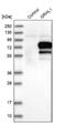 Grainyhead Like Transcription Factor 1 antibody, NBP1-81322, Novus Biologicals, Western Blot image 