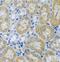 Acid Phosphatase antibody, FNab00098, FineTest, Immunohistochemistry frozen image 
