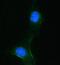 Phenylalanine-4-hydroxylase antibody, A00761-1, Boster Biological Technology, Immunofluorescence image 