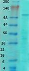 Glutamate Ionotropic Receptor NMDA Type Subunit 1 antibody, orb67498, Biorbyt, Western Blot image 