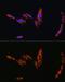 Arginine Vasopressin Receptor 1A antibody, GTX64617, GeneTex, Immunofluorescence image 