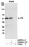Internexin Neuronal Intermediate Filament Protein Alpha antibody, A305-441A, Bethyl Labs, Immunoprecipitation image 
