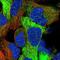 Fuzzy Planar Cell Polarity Protein antibody, PA5-59724, Invitrogen Antibodies, Immunofluorescence image 