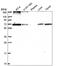 Dolichyl-diphosphooligosaccharide--protein glycosyltransferase subunit 1 antibody, NBP2-55523, Novus Biologicals, Western Blot image 