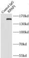 RNA Polymerase II Associated Protein 1 antibody, FNab07395, FineTest, Immunoprecipitation image 