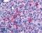 N-Acetylneuraminic Acid Phosphatase antibody, LS-A2985, Lifespan Biosciences, Immunohistochemistry paraffin image 