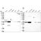 G-Patch Domain Containing 11 antibody, PA5-58306, Invitrogen Antibodies, Western Blot image 