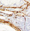 Caveolin 1 antibody, LS-C312673, Lifespan Biosciences, Immunohistochemistry paraffin image 