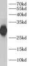 2-Aminoethanethiol Dioxygenase antibody, FNab00175, FineTest, Western Blot image 