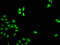 Forkhead Box D3 antibody, CSB-PA890729LA01HU, Cusabio, Immunofluorescence image 