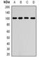 RalA Binding Protein 1 antibody, abx142186, Abbexa, Western Blot image 